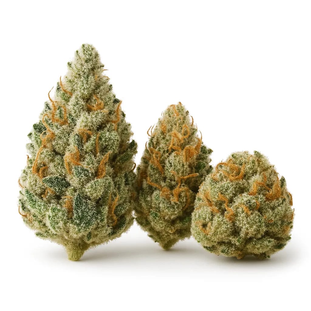 Blueberry Headband cannabis strain