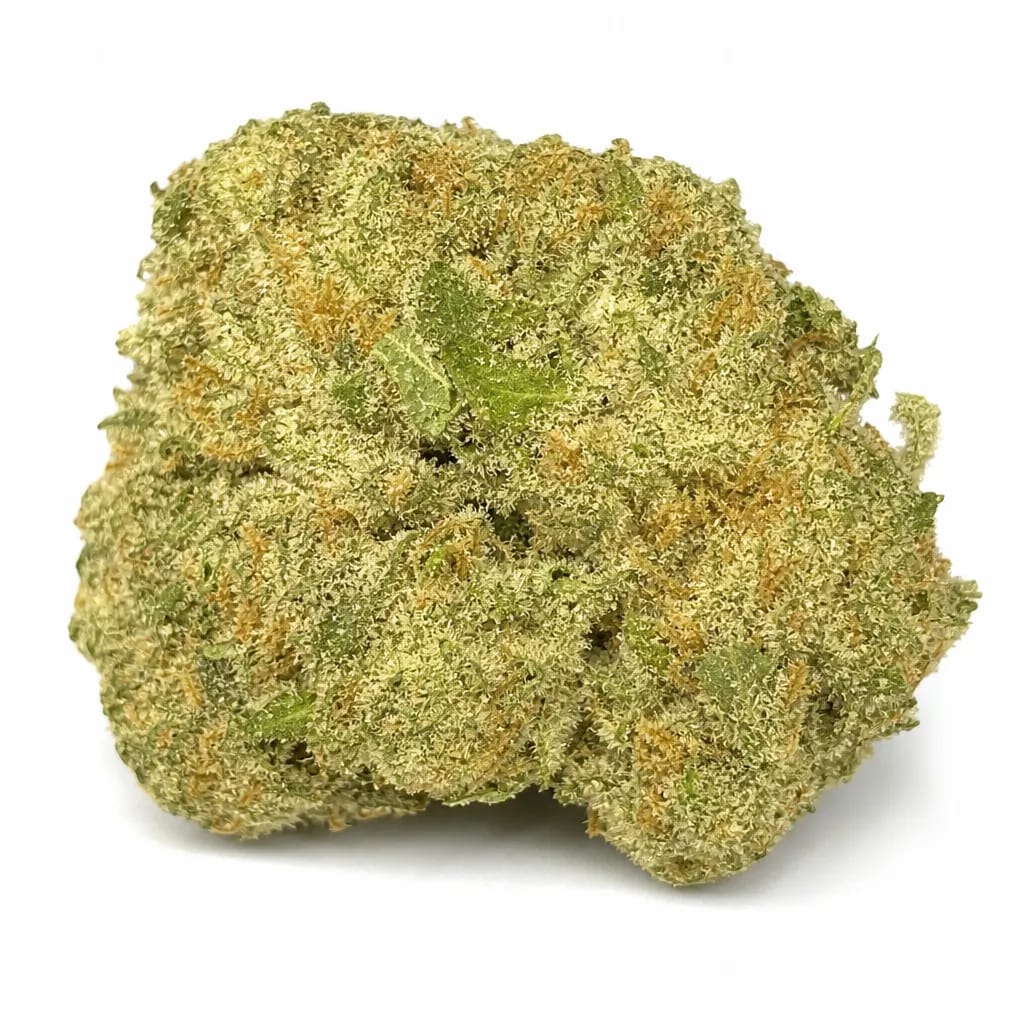 Black Domina cannabis strain