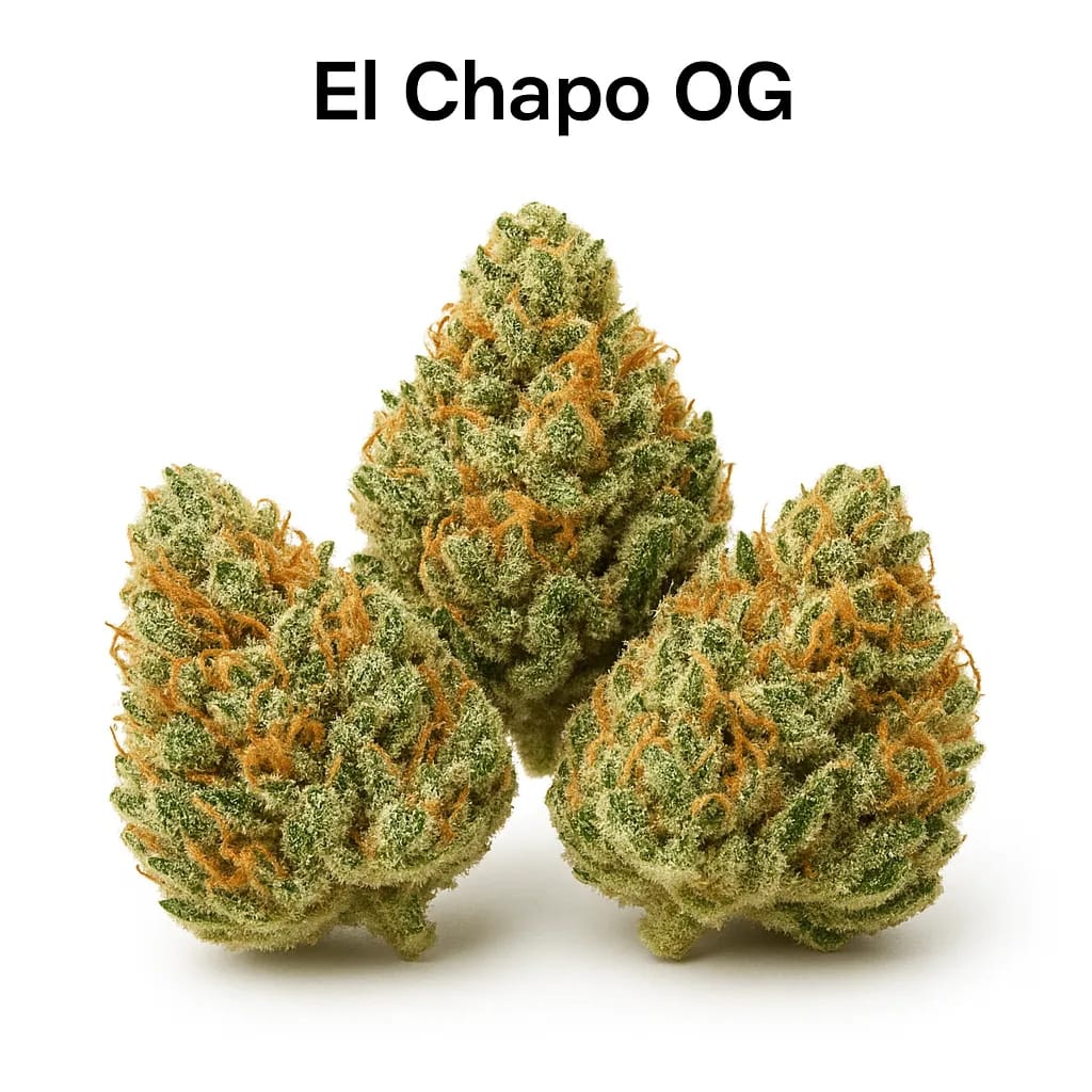 El Chapo OG cannabis strain