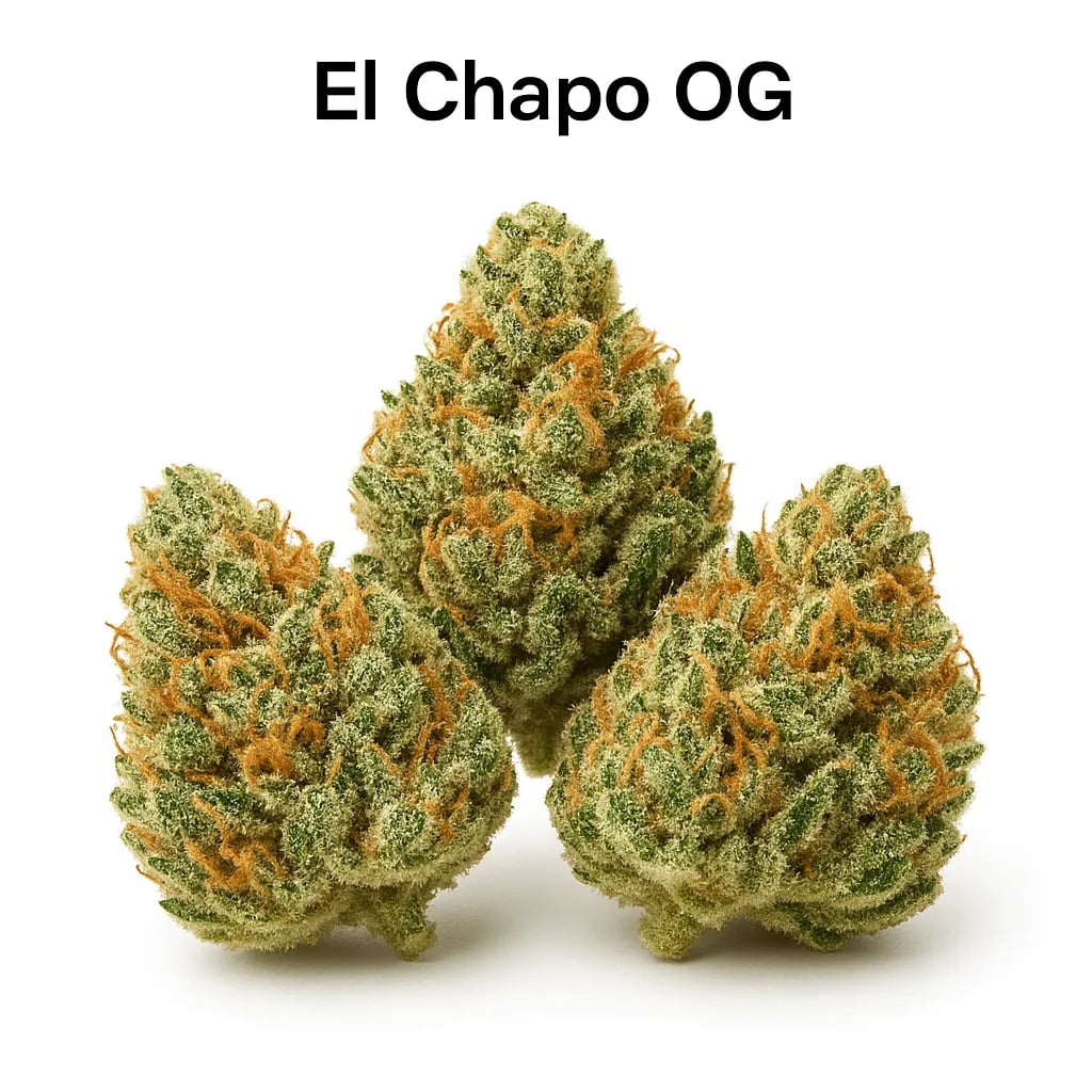 El Chapo OG cannabis strain