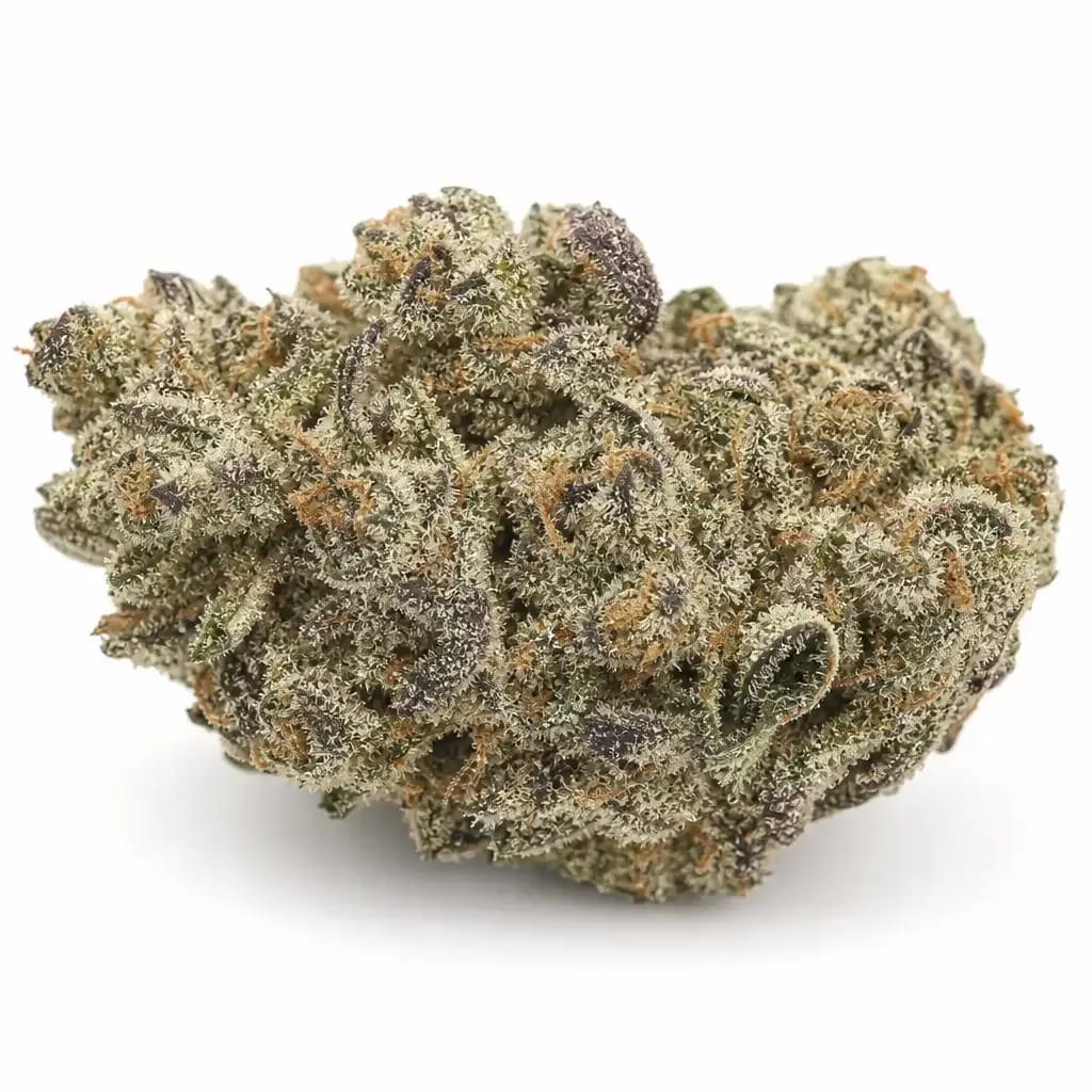 Area 41 cannabis strain