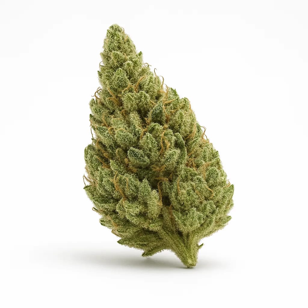 French Toast cannabis strain