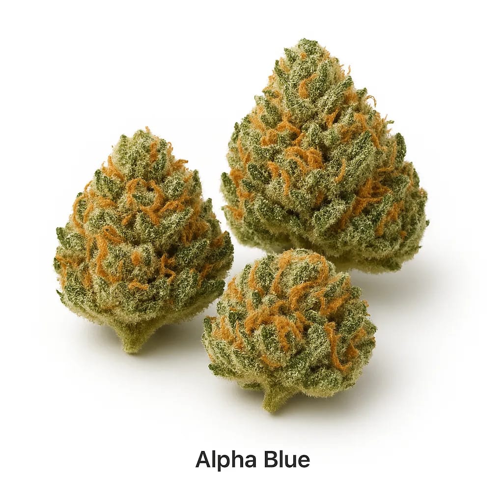 Alpha Blue cannabis strain